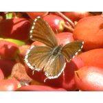 Geranium Bronze Butterfly Cacyreus marshalli 5 pupae